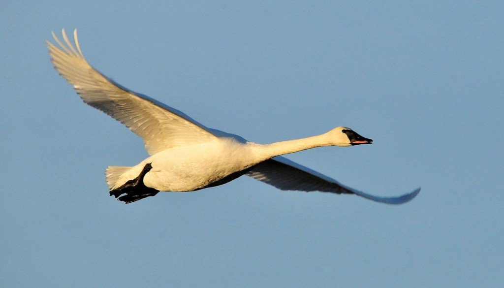 Zoomorphic Magazine tweet media