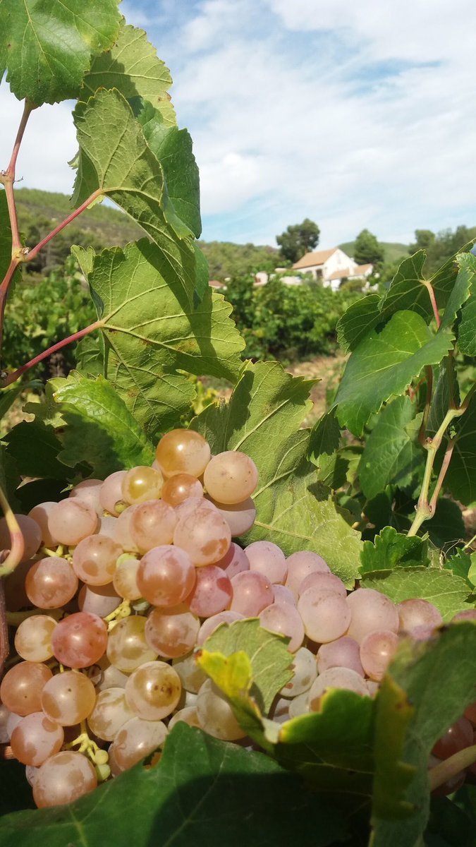 cotavins's tweet photo. ☝🏻 Celler confirmat #masdelabasserola ☝🏻
☑️ 560 metres
☑️ Pla de Manlleu
☑️ Cultiu ecològic
☑️ Parellada de vinya vella
☑️ Petita producció de caves
🔜 El 20/04 els podràs tastar al COTA!
🎟 Compra entrades a: https://t.co/eFi8EY8TnZ #cotafest #cotavins #vinsdaltura https://t.co/4cseTZ5Pwf