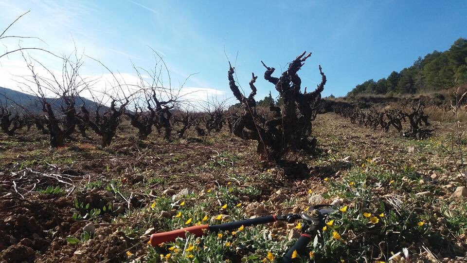 cotavins's tweet photo. ☝🏻 Celler confirmat #masdelabasserola ☝🏻
☑️ 560 metres
☑️ Pla de Manlleu
☑️ Cultiu ecològic
☑️ Parellada de vinya vella
☑️ Petita producció de caves
🔜 El 20/04 els podràs tastar al COTA!
🎟 Compra entrades a: https://t.co/eFi8EY8TnZ #cotafest #cotavins #vinsdaltura https://t.co/4cseTZ5Pwf