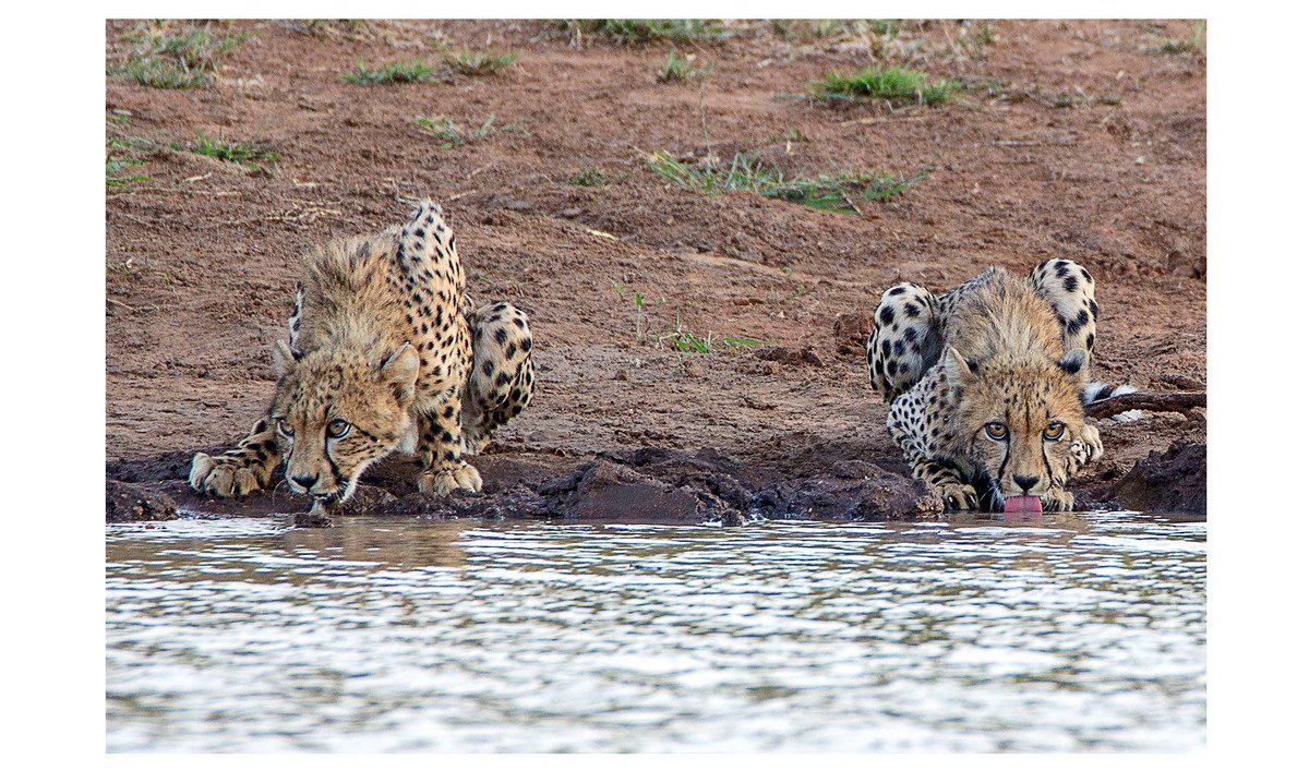 SafarisUganda's tweet photo. Looks like this hot weather has got everyone thirsty.

Did you know!👇

Cheetahs have the ability to survive with just one drink every 3 or 4 days instead they obtain water from the body fluids of their prey.😅

#WorldVisit🇺🇬#Safaris #GameDrives #KVNP #WalkingSafaris #ProudlyUg https://t.co/HRWnffW0wK