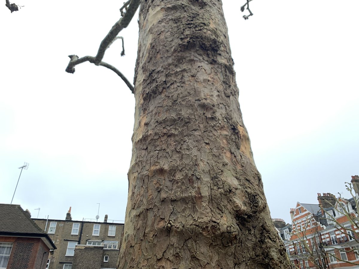 NaturalNav's tweet photo. Like all good navigators, I trust you prepare for breakfast by muttering Never Eat Shredded Wheat to yourself repeatedly. As you do, you might enjoy this London Plane tree seen from N,E,S and W. #naturalnavigation #outdoorcluesandsigns #londonplane https://t.co/GPPKtDFZJE
