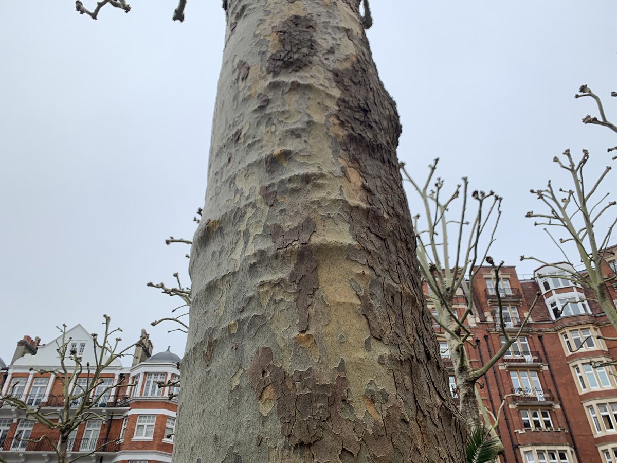 NaturalNav's tweet photo. Like all good navigators, I trust you prepare for breakfast by muttering Never Eat Shredded Wheat to yourself repeatedly. As you do, you might enjoy this London Plane tree seen from N,E,S and W. #naturalnavigation #outdoorcluesandsigns #londonplane https://t.co/GPPKtDFZJE