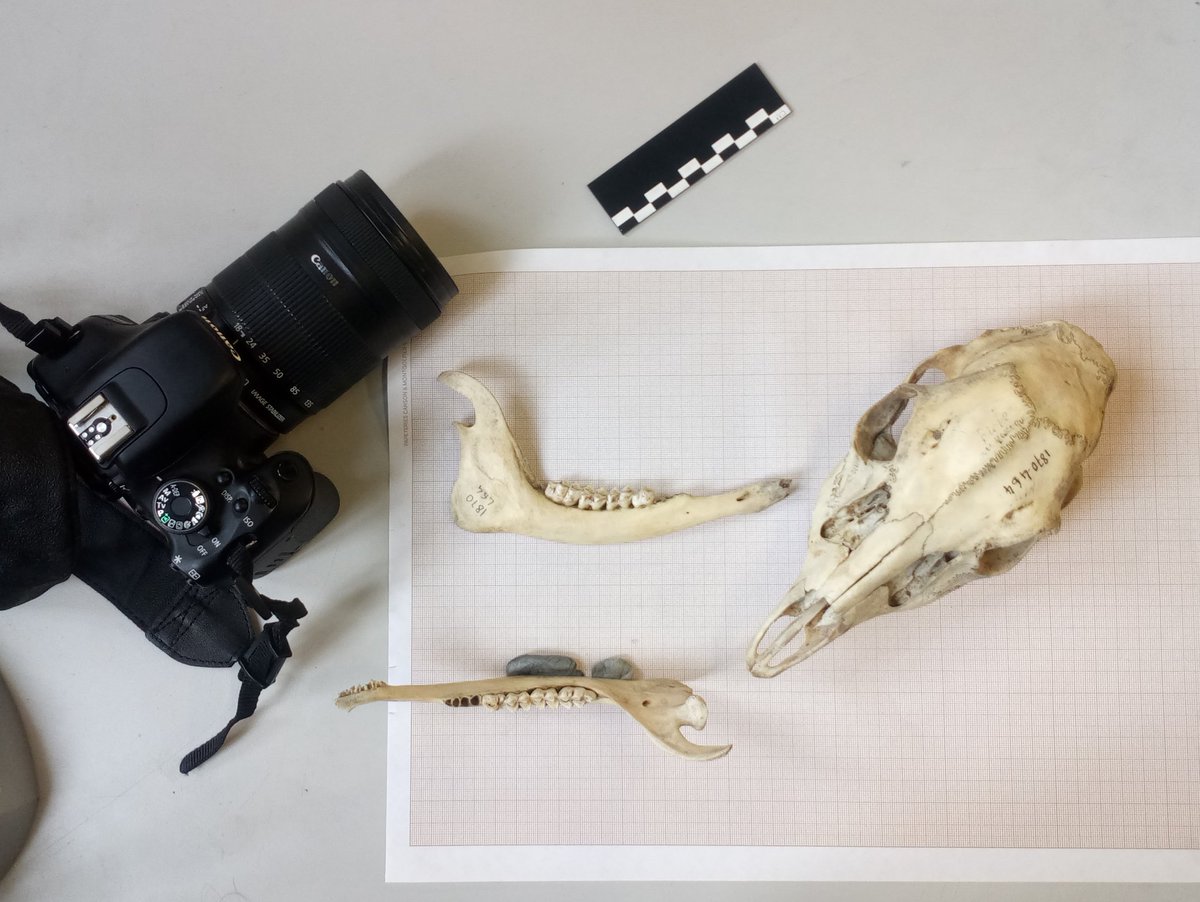 mafemapo24's tweet photo. My first steps in geometric morphometrics to better understand the pre-Columbian #deer hunting strategies in Panama in the collections of the @Le_Museum ! #MolecuLab #STRIFellow https://t.co/OIf3nleMvx
