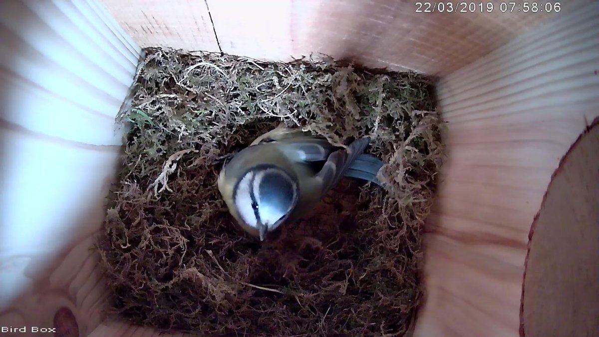 DGSSciCollege's tweet image. Myrtle just trying out the nest for size, has been sat in it for the past 15 minutes having a little wriggle #myrtleandbuckbeak #sofaday