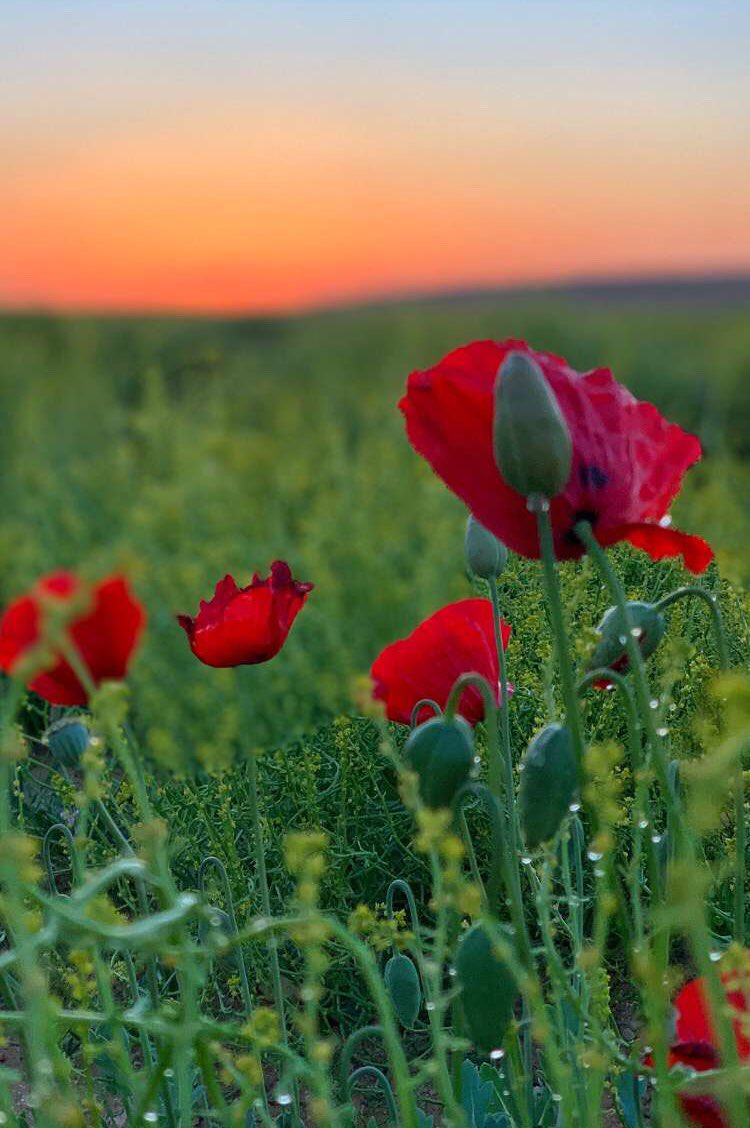 {إِنَّ اللَّهَ وَمَلائِكَتَهُ يُصَلُّونَ عَلَى النَّبِيِّ يَا أَيُّهَا الَّذِينَ آمَنُوا صَلُّوا عَلَيْهِ وَسَلِّمُوا تَسْلِيمًا