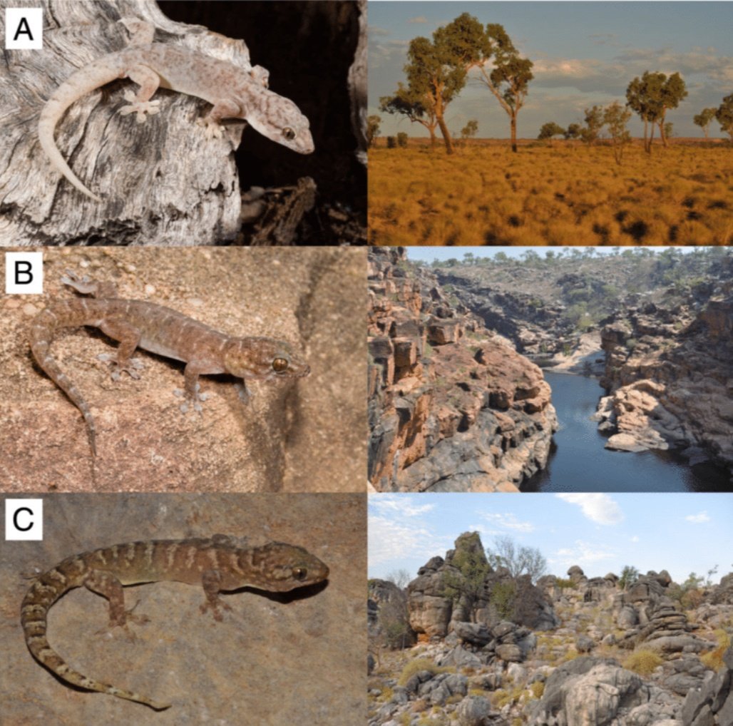 EcoEvo_ANU's tweet photo. New paper out from the #MoritzLab - "On and off the rocks: persistence and ecological diversification in a tropical Australian lizard radiation".
https://t.co/AwDhplG9fm https://t.co/U1WC668XAA