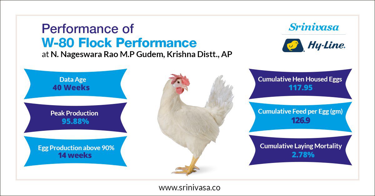 srinivasa_farms's tweet photo. #SrinivasaFarms #FlockPerformance #W80LayerBird #LayerBreed #PoultryFarming #EggFarmers https://t.co/BNpg9HgSJG