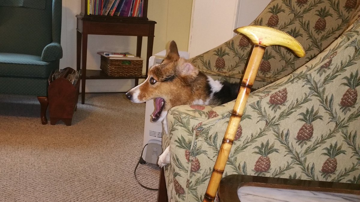 CorgiGil's tweet photo. Fun in the pineapple chair! #CrazyCorgi #corgination https://t.co/ML4dBdVbON