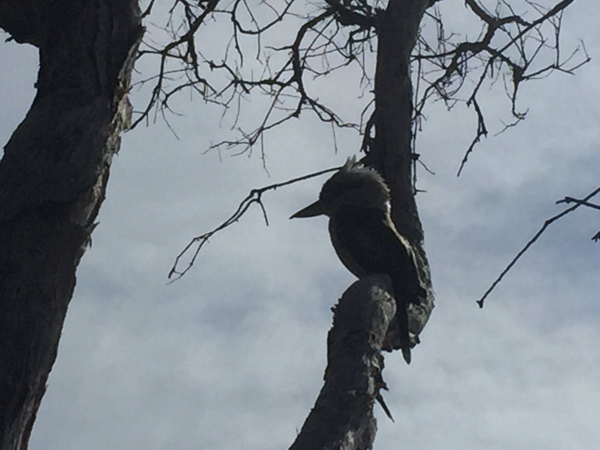 Ski_Tracey's tweet photo. After the storms ... Friday arvo feels ... looking forward to a good weekend! #Straddie #Nature #Kookaburra #FlindersBeach #AdderRock #Queensland https://t.co/aeQGf0rTa0