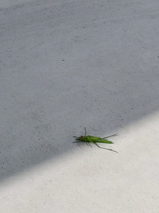 バッタのtwitterイラスト検索結果 古い順