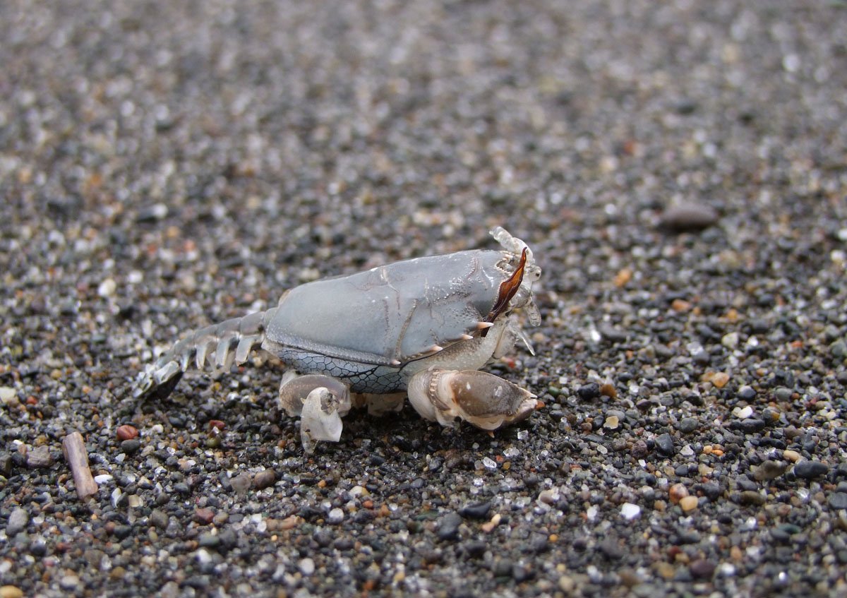 まぬき 浜辺 にあったこれ 何だろう カニではないと思う 多分 シャコでもない ちなみに 生きてはいません 苫小牧 苫小牧の海岸 海の生き物 写真好きな人と繋がりたい T Co B85avzhbak Twitter まぬき 浜辺 にあったこれ 何だろう カニではないと思う 多分 シャコでもない ちなみに 生きてはいません 苫小牧 苫小牧の海岸 海の生き物 写真好きな人と繋がりたい T Co B85avzhbak Twitter