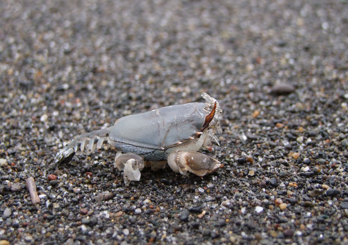 まぬき 浜辺 にあったこれ 何だろう カニではないと思う 多分 シャコでもない ちなみに 生きてはいません 苫小牧 苫小牧の海岸 海の生き物 写真好きな人と繋がりたい T Co B85avzhbak Twitter