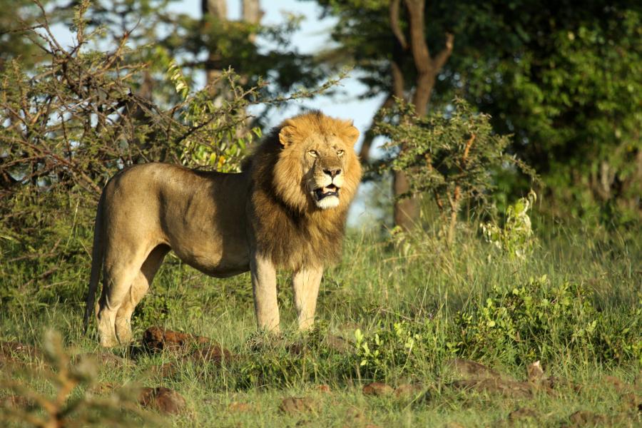 land_rail's tweet photo. Land Rail Safaris gives you an opportunity to experience unforgettable  safari with a comprehensive wildlife and wilderness experience in Kenya.
 #Tembeakenya
 #wilderness
 #wildlife
#Landrailsafaris
#Gameviewing
#Commonzebra https://t.co/nA73rZASko