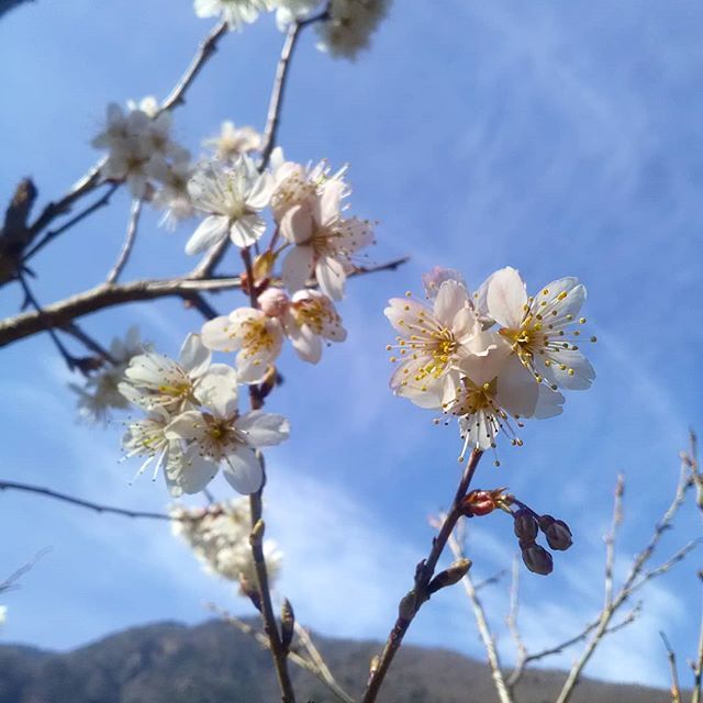 赤沢宿 宿の駅清水屋 桜もちらほら見えはじめました 写真の桜は 清水屋のとなりの桜で 日当たりの良いところにあって 小ぶりだから か 早いのかもしれません 他はまだまだです 咲くのが楽しみですね 赤沢宿清水屋 Akasawa 早川町 古民家 赤沢宿 宿の駅清水屋 桜もちらほら見えはじめました 写真の桜は 清水屋のとなりの桜で 日当たりの良いところにあって 小ぶりだから か 早いのかもしれません 他はまだまだです 咲くのが楽しみですね 赤沢宿清水屋 Akasawa 早川町 古民家