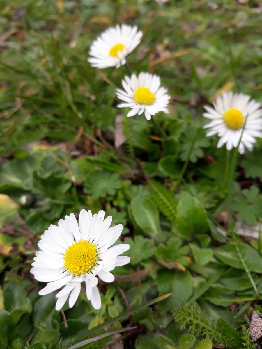 poemsintheWR's tweet image. It's #Spring and we're printing #issue83 of our #poetry card for #NHS patients. Find it in over 800 doctors waiting rooms, including 17 newly sponsored by kind donations.