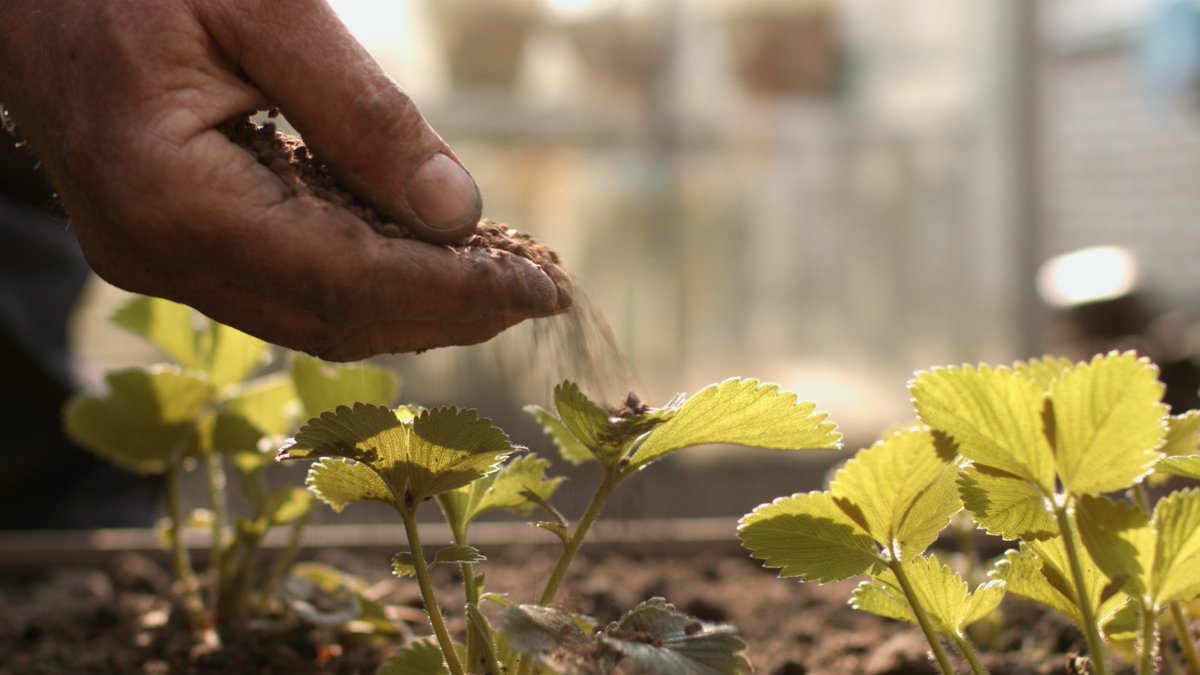 meesterindetuin's tweet image. PARTNER UITGELICHT | @ECOstyle_Prof | Een succesvolle aanplant van een haag mét sterke wortels... meestersindetuin.nl/partner-uitgel… #hovenier #tuinarchitect #tuinontwerp #bemesten #bodemverbetering