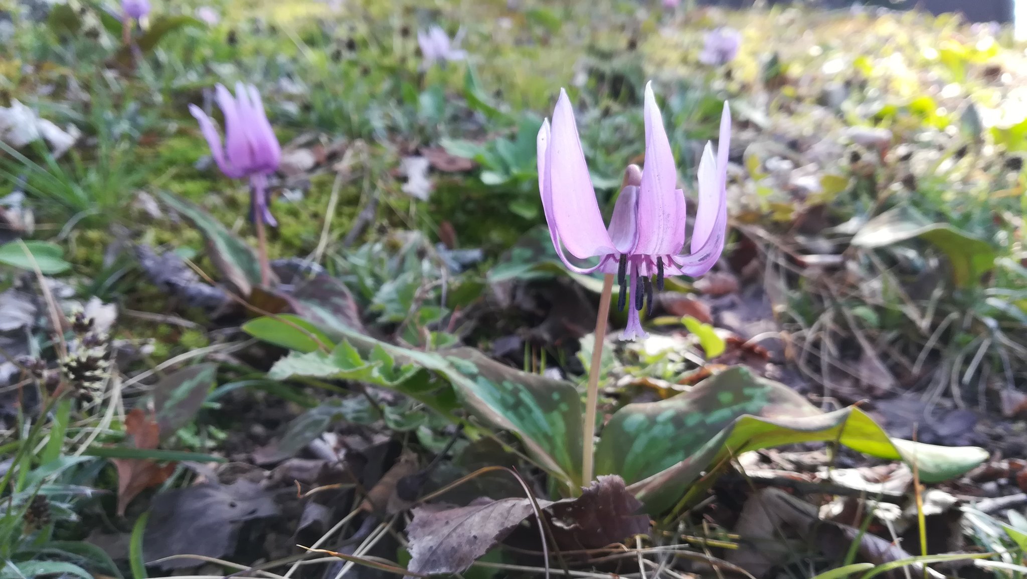 時津星 うめたちあき 物部の八十少女らが汲みまがふ寺井の上の堅香子の花 大伴家持 もののふのやそをとめらがくみまがふてらゐのうへのかたかごのはな 春の妖精 カタクリ かたかご 万葉の森公園 T Co Ed5lvjqjfp Twitter