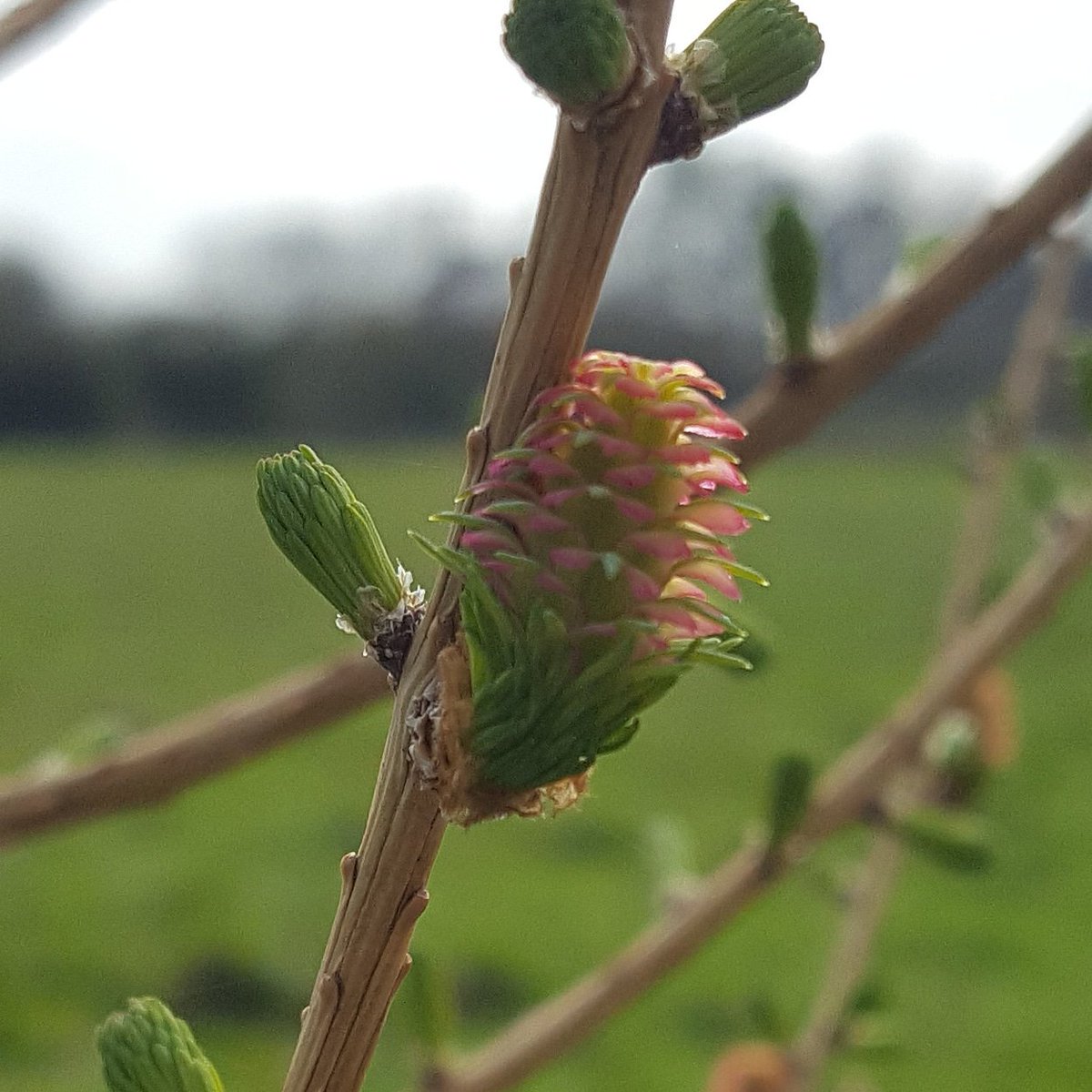 PlantPref's tweet photo. Pretty pink flowers on native larch planted in a shelter belt on the nursery 5 years ago. 

#larch #larix #larixdecidua #treeflowers #deciduousconifer #pinkflowers #shelter https://t.co/pyegSdbEMd