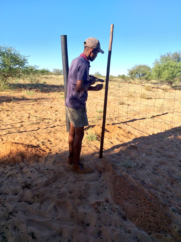 ThaboDithakgwe's tweet photo. Farming is everyday🌞-There is no holiday 
@DAFF_ZA @AgriSAOfficial @FarmersWeeklySA @FarmersMakawana @SBAgriBiz https://t.co/JMdQAL1zFd