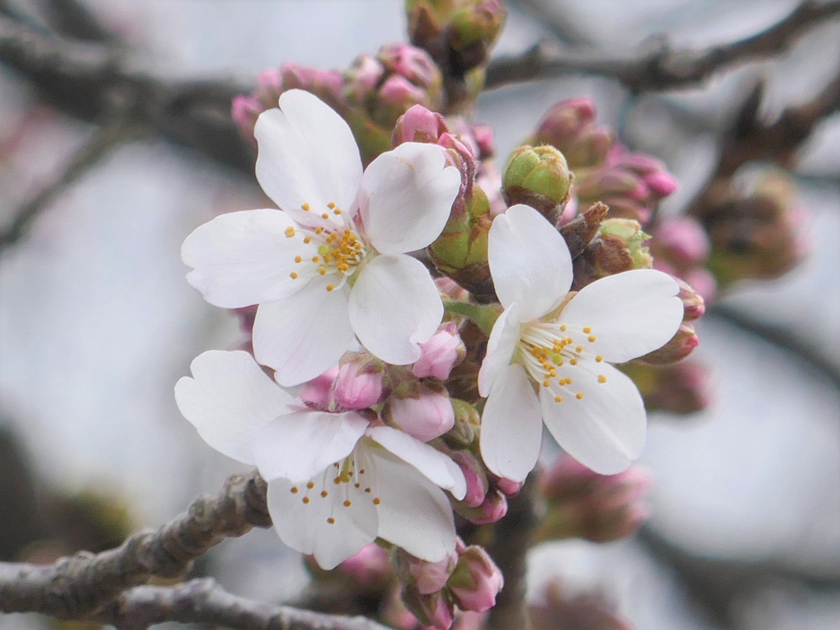 都立小金井公園 速報 先ほど桜守の会よりgoサインが出ました 本日 小金井公園 は ソメイヨシノ の 開花宣言 をいたします これからどんどん 開花 が進みますので 皆様どうぞお楽しみに 19東京sakuraプロジェクト 桜 小金井桜 T
