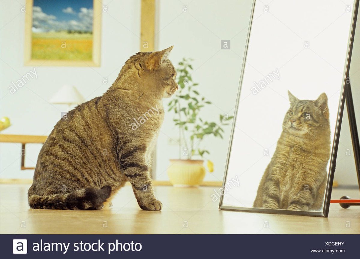 FBImindgym's tweet photo. SUPERNATURAL: “But we all, with open face beholding as in a glass the glory of the Lord, are changed into the same image from glory to glory, even as by the Spirit of the Lord.”(2 Corin 3:18)
When you look into the mirror what do you see? #IAmStrongNatiom https://t.co/6cy153kia2