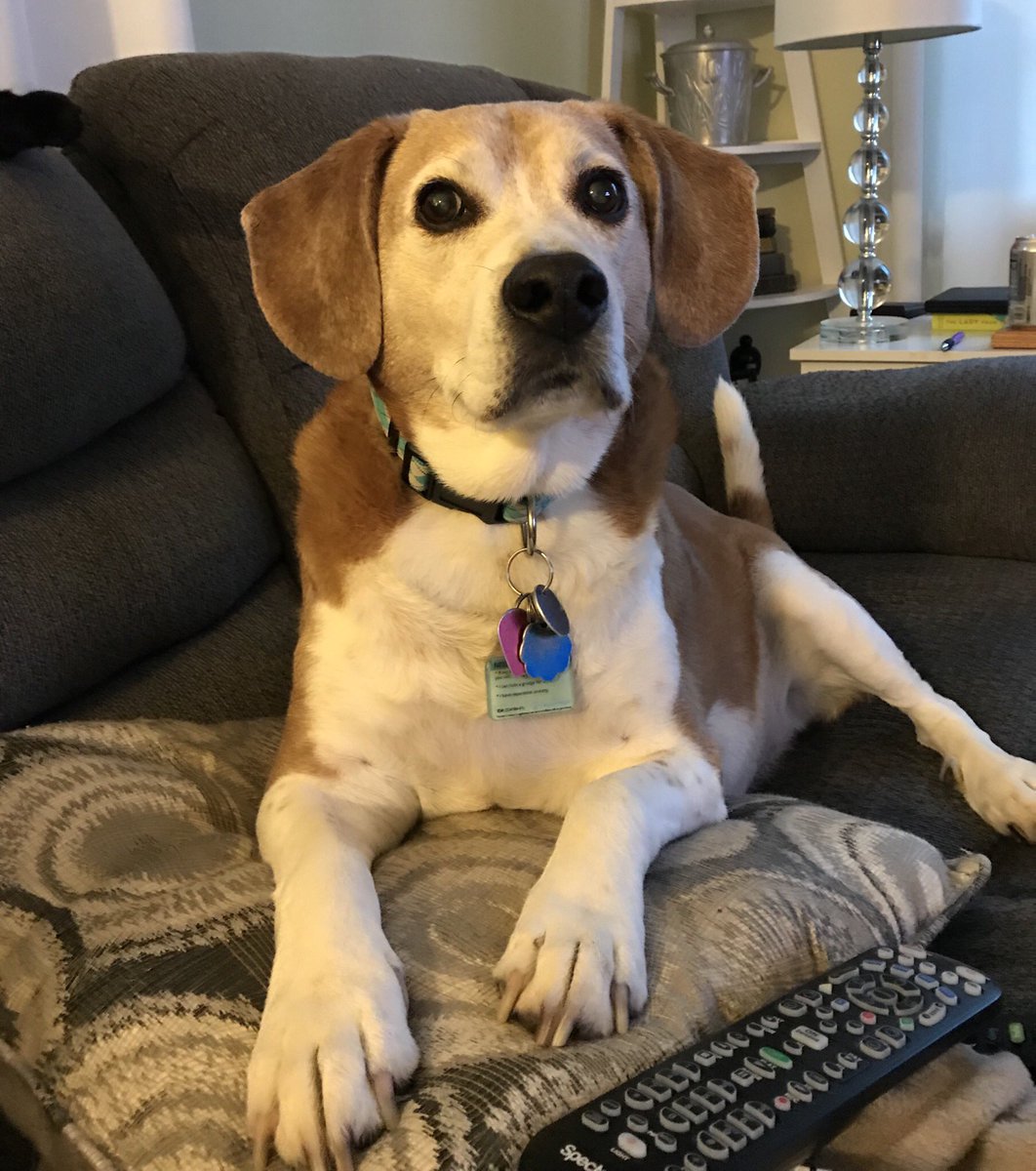 unicornsfly5's tweet photo. As much as I love to travel, coming home is still the best.❤️ #home #travel #travelling #dogsoftwitter #WelcomeHome https://t.co/ITV9MX2GqR