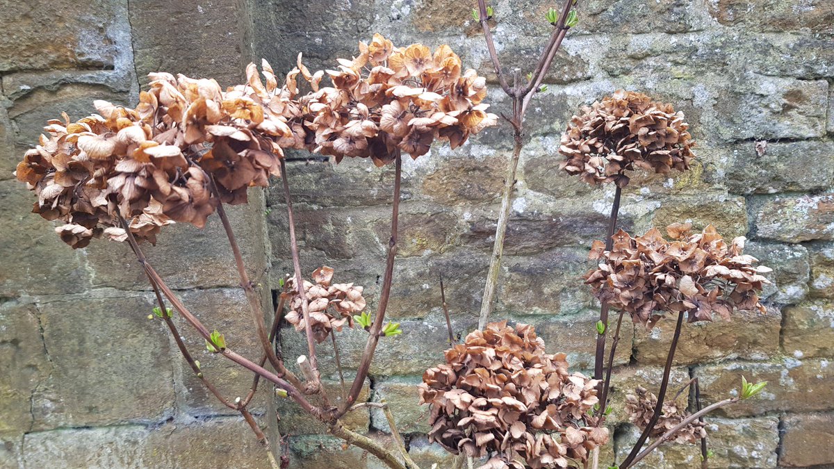 WFGA_'s tweet photo. Jobs for the weekend - remove old mop head Hydrangea flower heads down to the next healthy buds. Cut out dead, disease and dying wood as well as badly placed stems. Take out some old wood to encourage renewal growth #topicaltips https://t.co/Pws29JTE6A