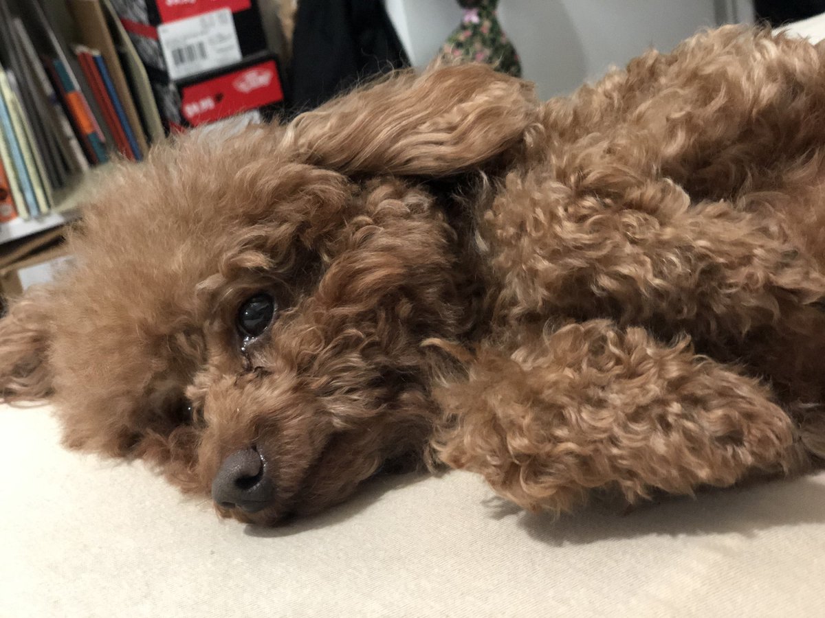 _juliejulez_'s tweet image. JJ has been very upset at me for not taking him out with me everywhere like I usually do 😔 sorry bb, but this #benzene in the air is making me very nervous and I don’t want you to die ok!!! #houstonproblems