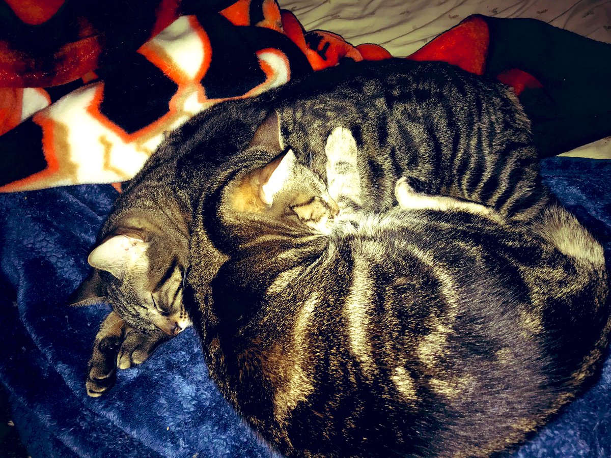 StephPurryFurry's tweet image. Trouble sleeping? 

Sounds like you need a Cat Pillow!

Available in 5 sizes: itty-bitty, permakitten, pawfect, chunky-monkey, and my-god-what-are-they-feeding-you?

Pick one up at your local shelter, now!

(Pawtent pending...)

#CatsofTwitter #CatPillow #AdoptDontShop