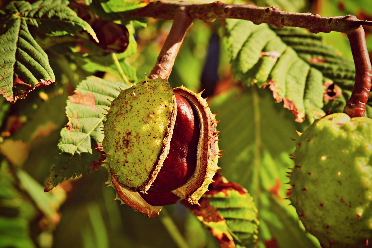 Conker is one of the #LostWords, lack of use means it’s amongst 40 nature words removed from a popular children’s dictionary, replaced by words such as hashtag &amp; broadband. Help get #Surrey’s children talking about #nature again, visit crowdfunder.co.uk/lost-words-for… to find out more!
