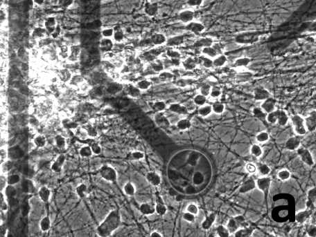 tomiryynanen's tweet photo. @FrontNeurosci published today my paper Microelectrode Array With Transparent ALD TiN Electrodes https://t.co/NIb2SoIdCt which was done in co-operation between two centres of excellence; @CoEBoC @TampereUni and #ALDCoE @VTTFinland Espoo. #MEA #ALD https://t.co/8lV20jCcrM