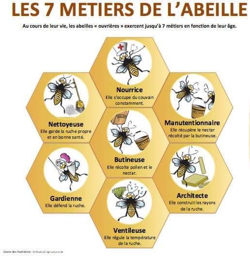 Les #talents de l’#abeille