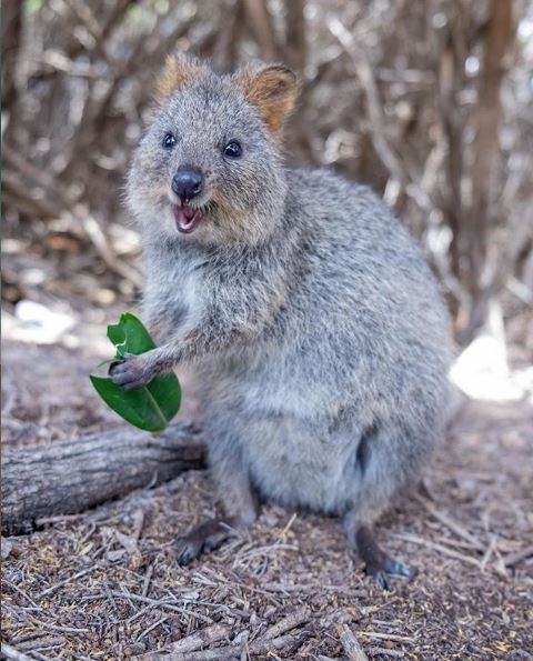 That feeling when the weekend is in sight #happyquokkafriday Image: perth_air (IG) #justanotherdayinWA