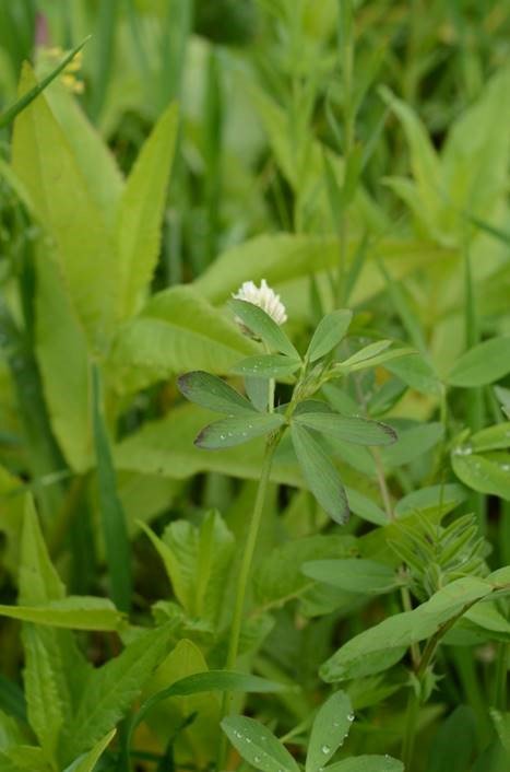 DSVUKTerraLife's tweet photo. DSV’s TerraLife SolaRigol DT -  The cover crop for potato rotations
 
🥔Multi-species
🥔Reduced susceptibility to disease
🥔Better soil fertility
🥔Rooting channels for next crop
🥔Quick establishment to shade ground

More information at https://t.co/GcrdiLmWJK https://t.co/IY5y1CEsxM