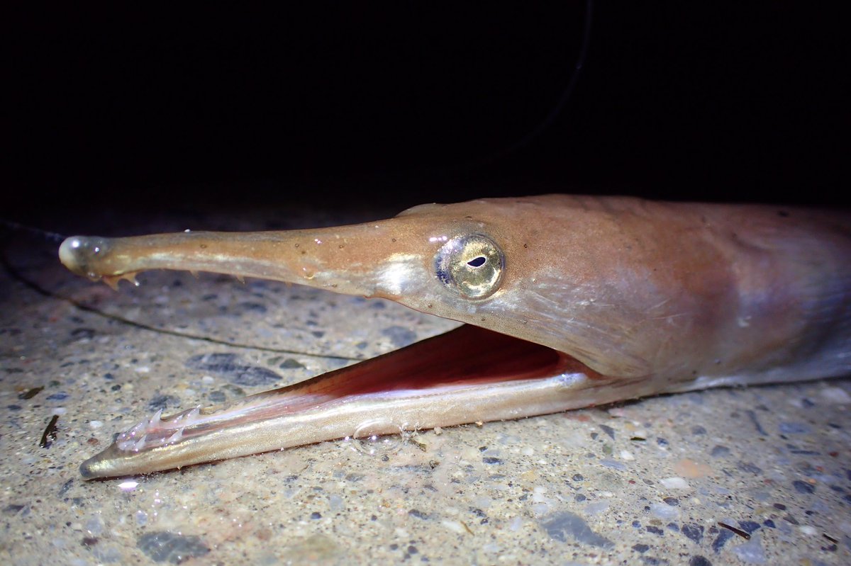 Gasagasa 水生生物採集 この海域で ハゼ や キス釣り をしていると めっちゃ長い魚 が釣れてくる事がある そう聞いたので ハゼやキスが掛からない大きな針を使って 長い魚を狙ってみました その正体は いきもの好き として一度は 野生個体 を