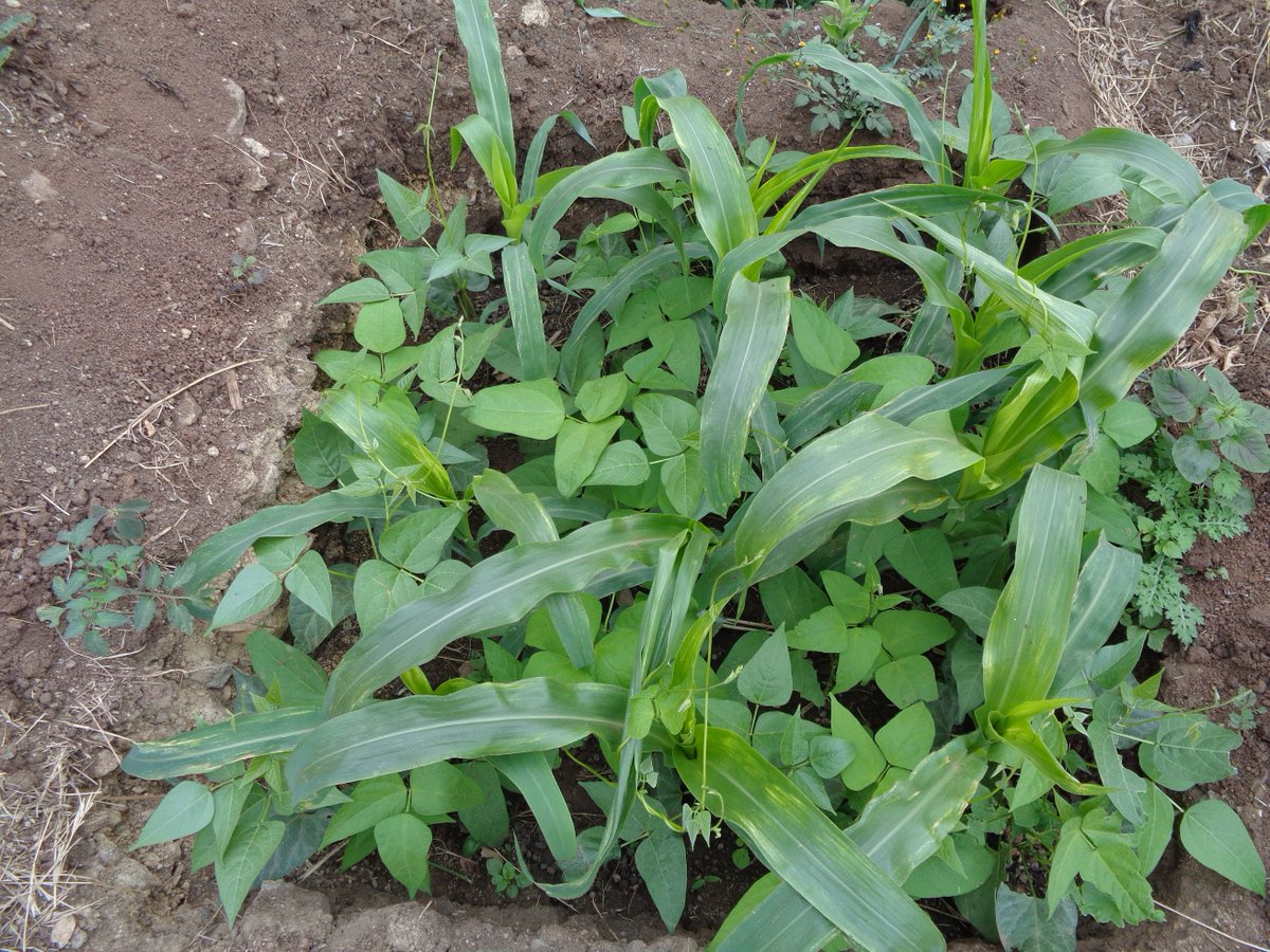 Scopekenya2's tweet photo. Growing maize in already degraded land is a major cause of hunger and poverty in Kenya. As we work with farmers, let us influence mindset change towards diversification of  food sources &amp; support them bring back life in their soils to grow diverse food crops through permaculture https://t.co/z2O0QK8wZp