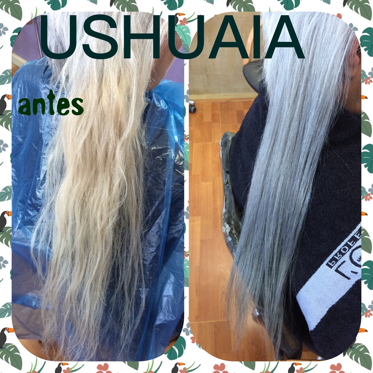 USHUAIAPELU's tweet photo. Neutralización en tonos silver de nuestra clienta. ¡Sin filtros! ¡Quedó precioso!
#ushuaiapeluqueríayestética #lorealprofessionnel #lob #inoa #hairporn #hairpost #lovemyjob #coolhair #style #youdarewecare #smartbond #hairlove #roodshadow #balayage #ilovemyjob #silver #hairstyle https://t.co/PuwKCFsvvZ