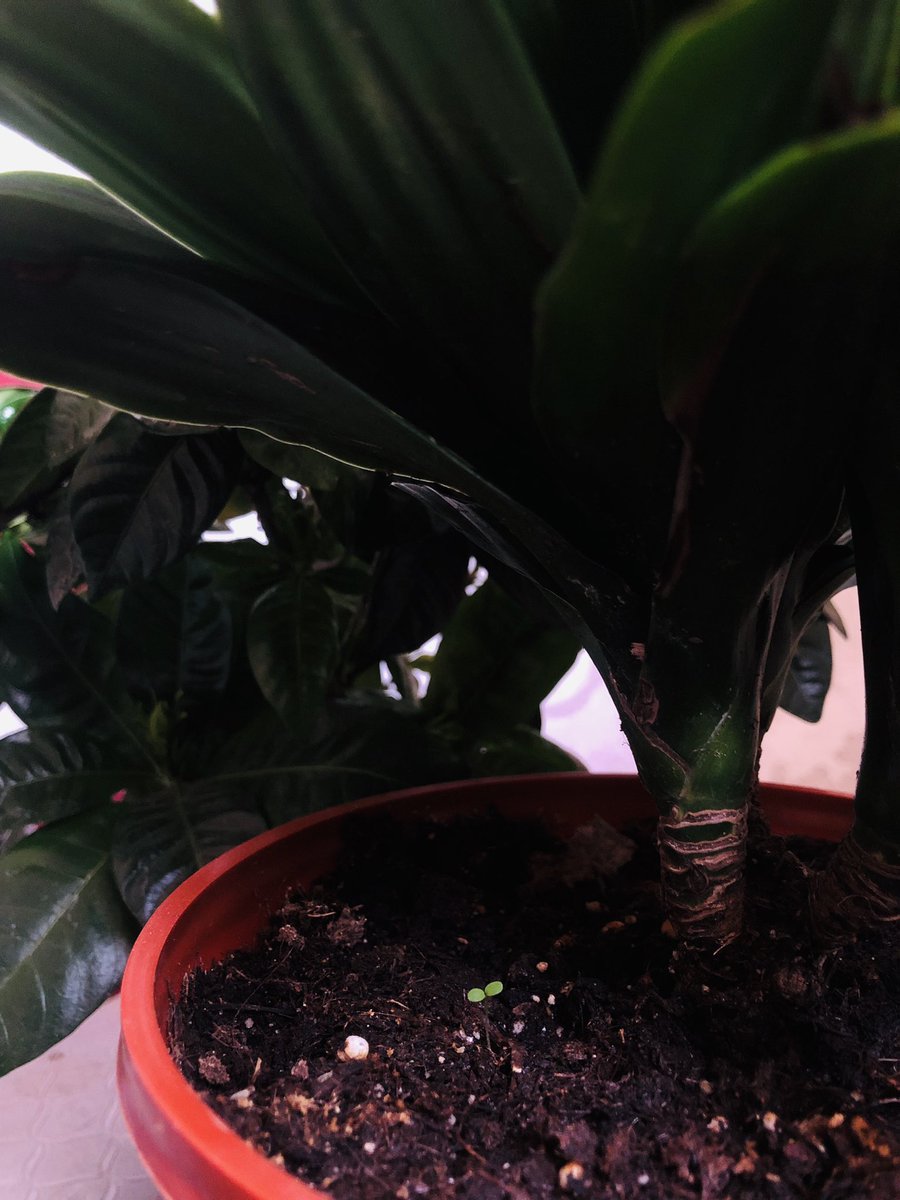 Dosh1h's tweet photo. Hello, little one 💚🥺 https://t.co/M6zYUrhOY4