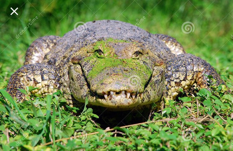 FloRidaGators2's tweet photo. @thank_u_net @ziontimebomb @AirBuddies3 @DineSave @shotiana2 https://t.co/ksuTDgsyG3