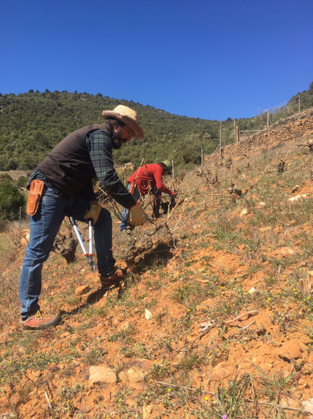 Podant la Vinya del Reventón a Cebreros. Un dels magnífics Grand Crus de @danilandi_viticultor i @comandogviticultores en un paratge amb una gran influència mediterrània i sobre un sòl de pissarra.
🔝🔝🔝
#garnatxa #gredos #pissarra #finewines