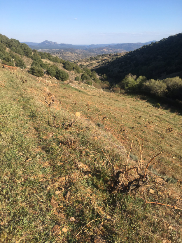decantalo_cat's tweet photo. Podant la Vinya del Reventón a Cebreros. Un dels magnífics Grand Crus de @danilandi_viticultor i @comandogviticultores en un paratge amb una gran influència mediterrània i sobre un sòl de pissarra.
🔝🔝🔝
#garnatxa #gredos #pissarra #finewines https://t.co/40UT52rVZ6