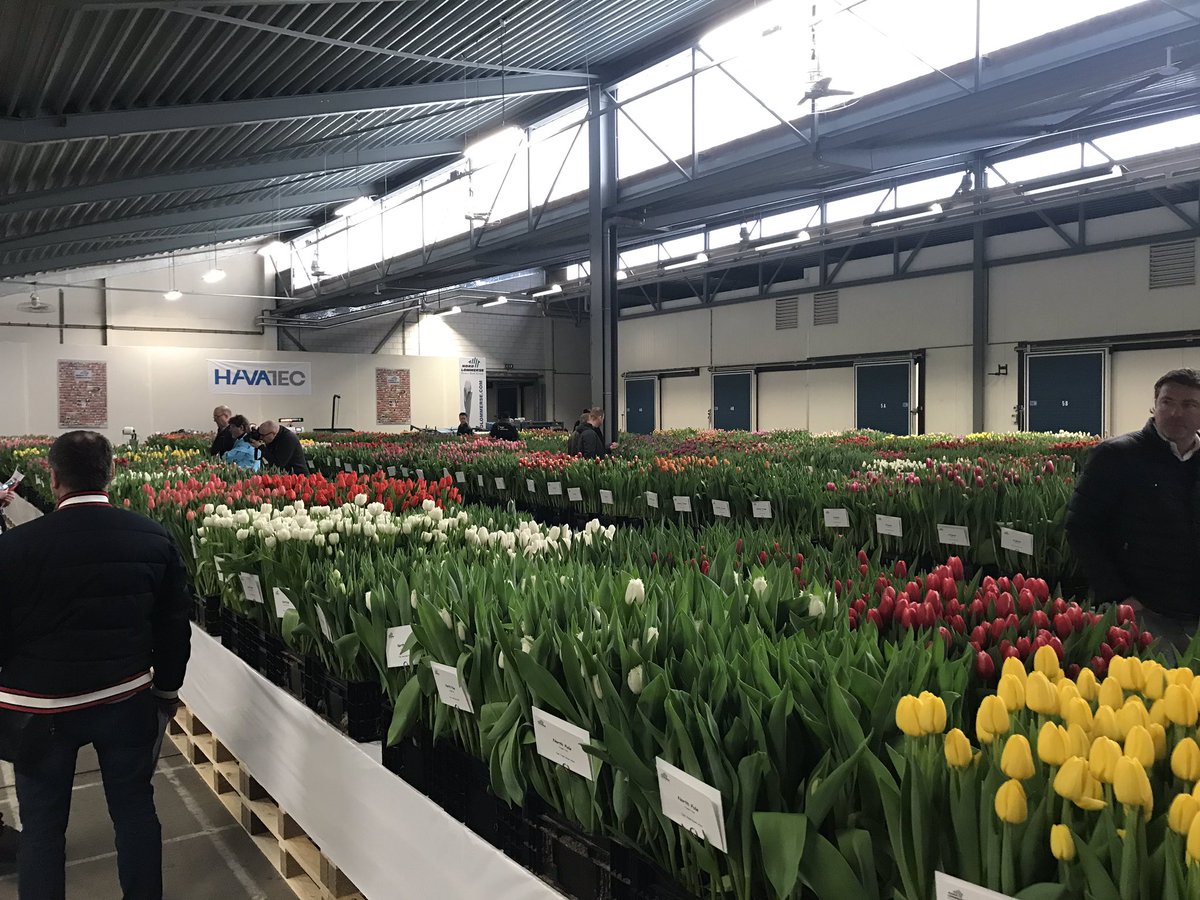 CHaaksma's tweet photo. Gisteren Tulip trade event bezocht. Mooie gelegenheid om het aanbod te bekijken! #tulipetradeevent https://t.co/a3x4y1W4ds