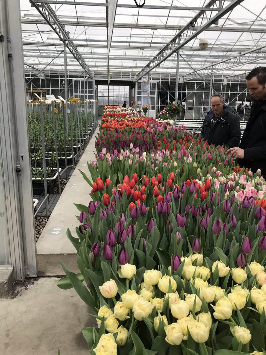 Gisteren Tulip trade event bezocht. Mooie gelegenheid om het aanbod te bekijken! #tulipetradeevent
