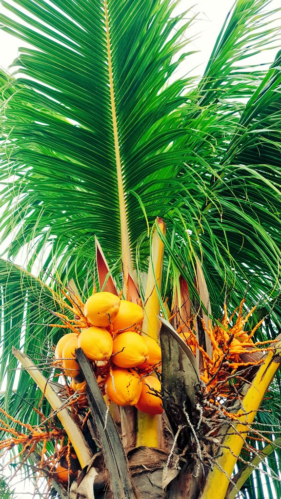peglimited_'s tweet photo. It's an amazing day in #Barbados. So live a little. #DrinkCeres #CeresBarbados https://t.co/IREnxJccLy