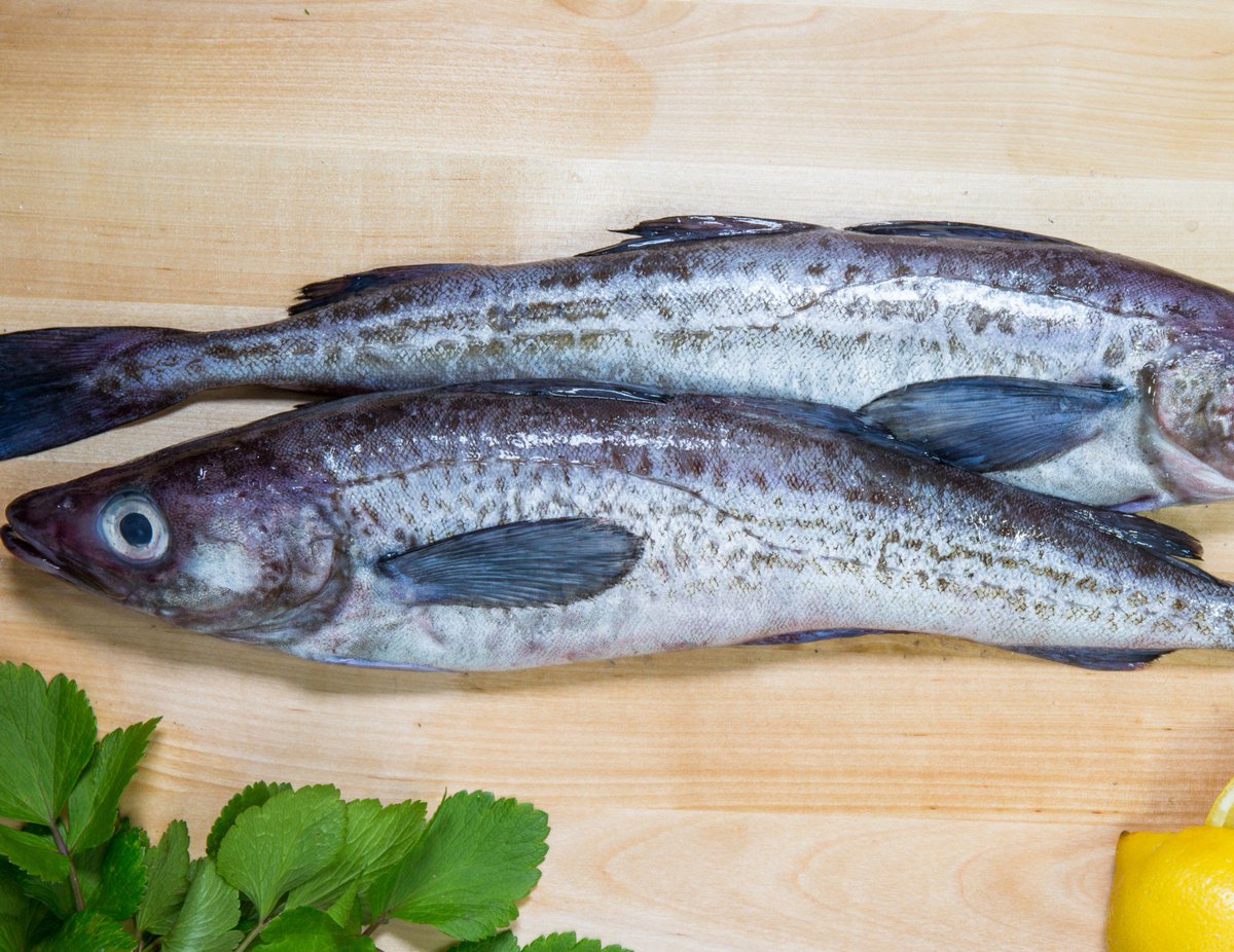 wildAKpollock's tweet photo. A cousin to cod, with plenty of lean protein, a mild taste, and delicate texture, Wild Alaska Pollock is one of the most versatile and healthy protein options around! #wildalaskapollock #fishofthefuture https://t.co/4p53tPYtPL