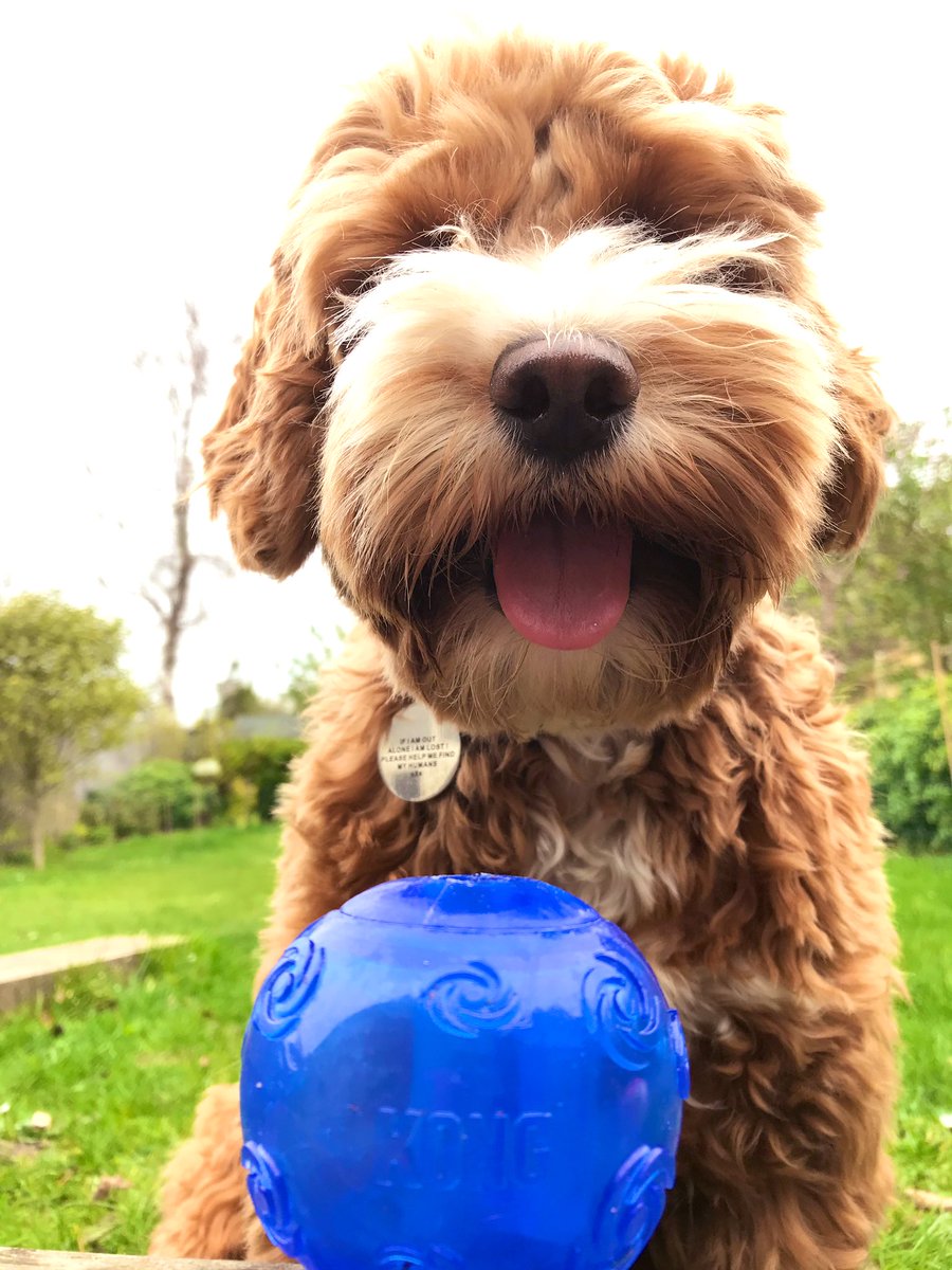 parker_chops's tweet photo. Dis here is my new toof friendly KONG ball... I love it! You can look but don’t touch...cause I am watching you Mum... #throwtheballnow #dogslife #dogsofinstagram #cockapoo #dogs #happydog #cockapoolife #cutedogs #puppylove #lovecockapoo #happy #dogsoftwitter #dogsofinstagram https://t.co/hNpNqIAiu5