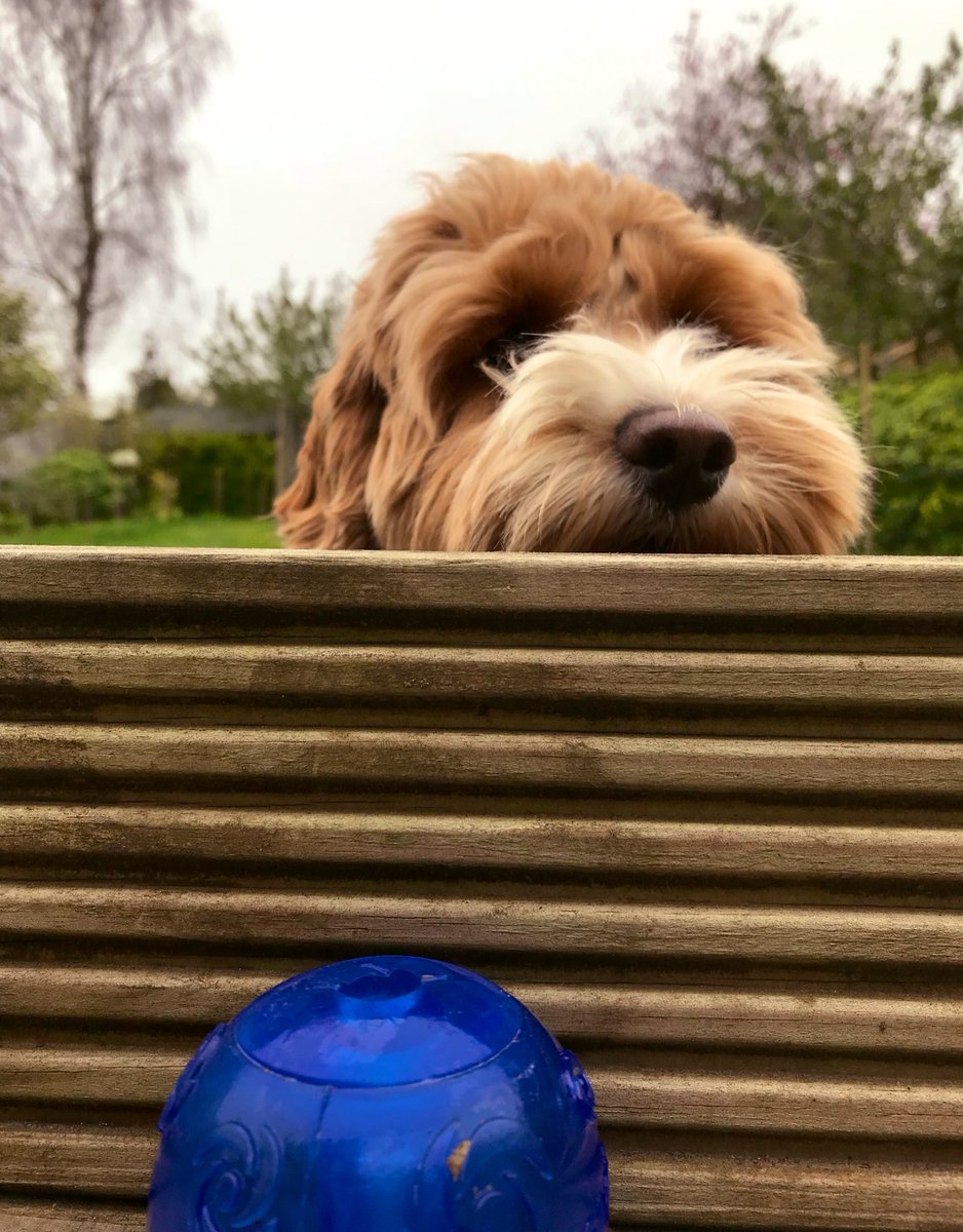 parker_chops's tweet photo. Dis here is my new toof friendly KONG ball... I love it! You can look but don’t touch...cause I am watching you Mum... #throwtheballnow #dogslife #dogsofinstagram #cockapoo #dogs #happydog #cockapoolife #cutedogs #puppylove #lovecockapoo #happy #dogsoftwitter #dogsofinstagram https://t.co/hNpNqIAiu5