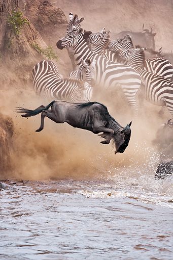 journeyinafrica's tweet photo. Celebrating #WorldWaterDay in the wild.
#magicalkenya 🇰🇪 https://t.co/1dOMN35mvZ