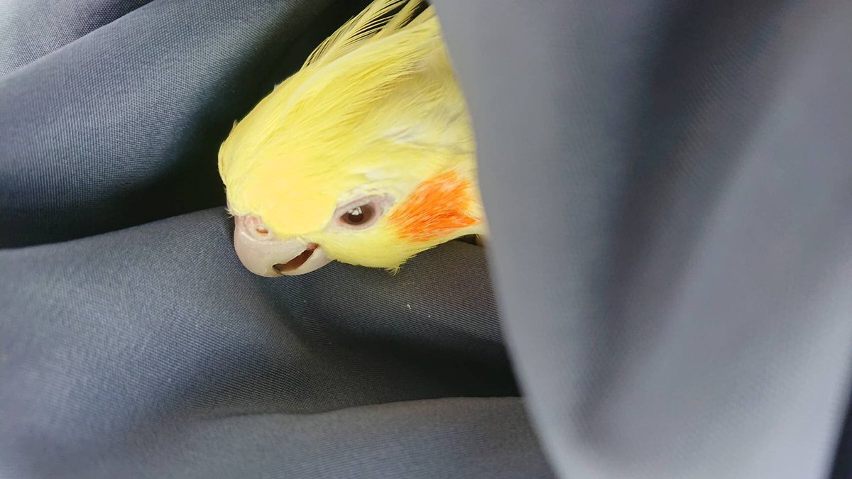 fukue_fukue's tweet photo. 今日14時くらいに海津町秋江でオカメインコを保護しました。
海津警察に連絡済みです。飼い主の方が見つかるまで、保護します。
お家に帰れますように。 https://t.co/5JjnisSuvS