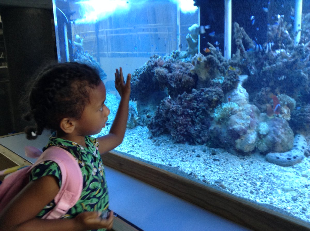 Imagine a school with an #aquarium! How cool is that? At #ISSuva, our #dinstinctive program on #ocean science came alive with this #coralreef aquarium! #Goal14 #lifebelowwater #TeachSDGs